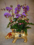 Orchid Phalaenopsis Gift Set - CODE 1108